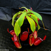 Nepenthes 'Diana'