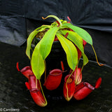 Nepenthes Diana large red pitcher, Pitcher plant, carnivorous plant, collectors plant, large pitchers, rare nepenthes, terrarium plant, easy to grow nepenthes, beginner nepenthes, beginner pitcher plants 