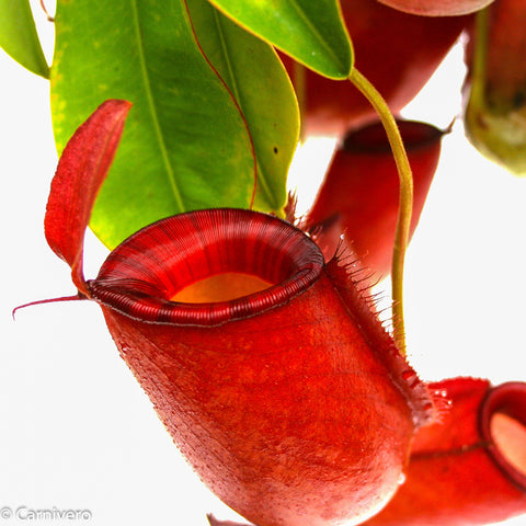 Close-up of a red Nepenthes Diana pitcher with orange interior and ribbed rim among green leaves