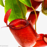 Nepenthes Diana large red pitcher, Pitcher plant, carnivorous plant, collectors plant, large pitchers, rare nepenthes, terrarium plant, easy to grow nepenthes, beginner nepenthes, beginner pitcher plants 