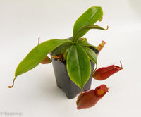 Nepenthes Diana large red pitcher, Pitcher plant, carnivorous plant, collectors plant, large pitchers, rare nepenthes, terrarium plant, easy to grow nepenthes, beginner nepenthes, beginner pitcher plants 