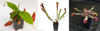 Carnivorous Plant Starter Collection