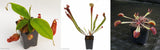 Carnivorous Plant Starter Collection