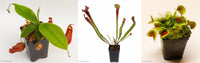 Carnivorous Plant Starter Collection