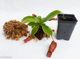 Nepenthes 'Diana'