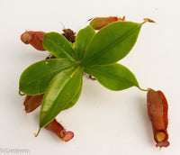 Nepenthes 'Diana'