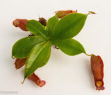 Nepenthes 'Diana'