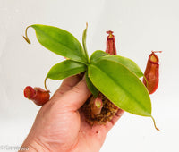 Nepenthes Diana large red pitcher, Pitcher plant, carnivorous plant, collectors plant, large pitchers, rare nepenthes, terrarium plant, easy to grow nepenthes, beginner nepenthes, beginner pitcher plants 