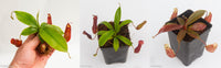 Nepenthes Starter Collection