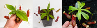 Nepenthes Starter Collection