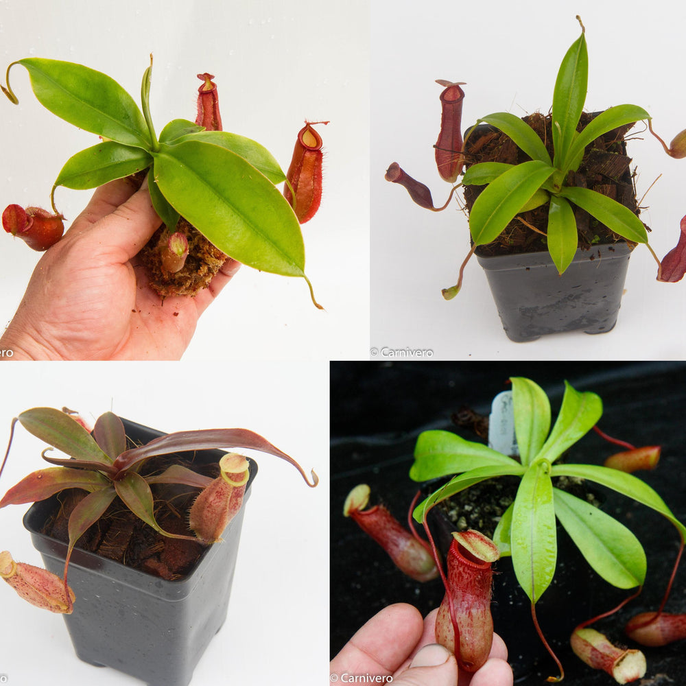 
                      
                        Nepenthes Starter Collection
                      
                    