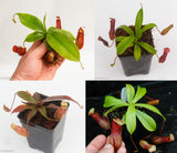 Nepenthes Starter Collection