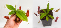 Nepenthes Starter Collection