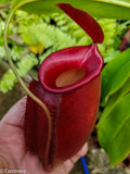 Nepenthes Diana large red pitcher, Pitcher plant, carnivorous plant, collectors plant, large pitchers, rare nepenthes, terrarium plant, easy to grow nepenthes, beginner nepenthes, beginner pitcher plants 