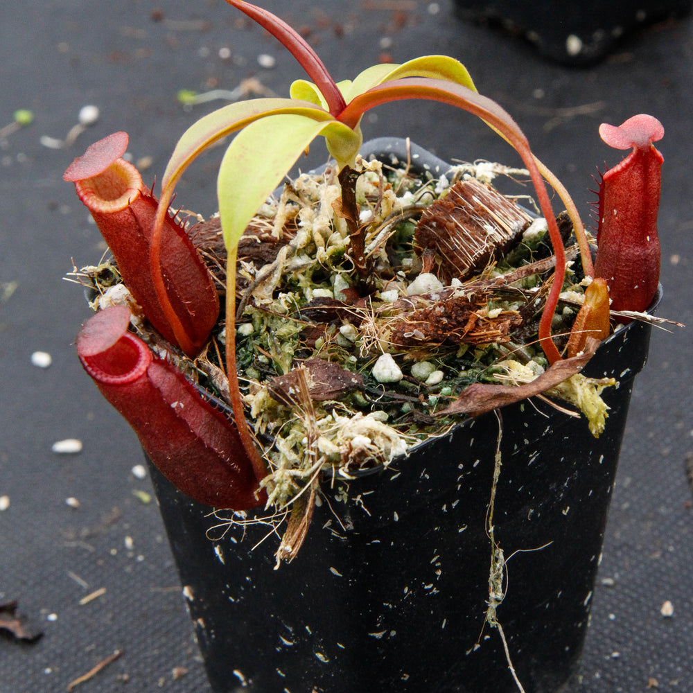 Nepenthes diatas, BE-3861