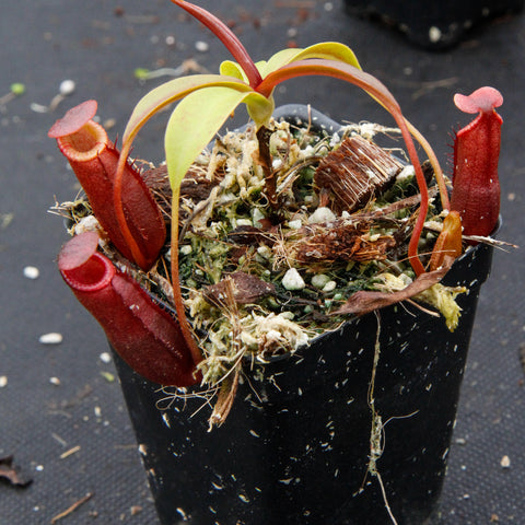 Nepenthes diatas BE-3861 plant in a black pot with red pitcher traps surrounding the base
