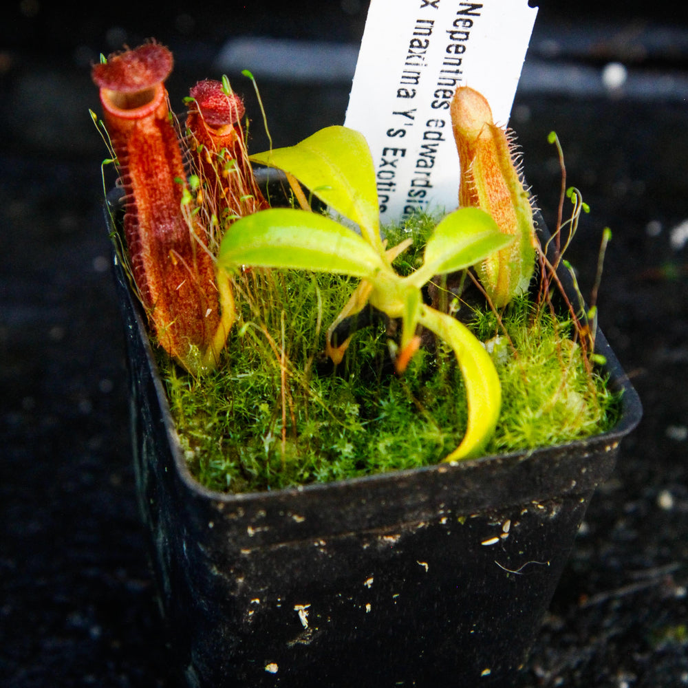 Nepenthes edwardsiana x maxima
