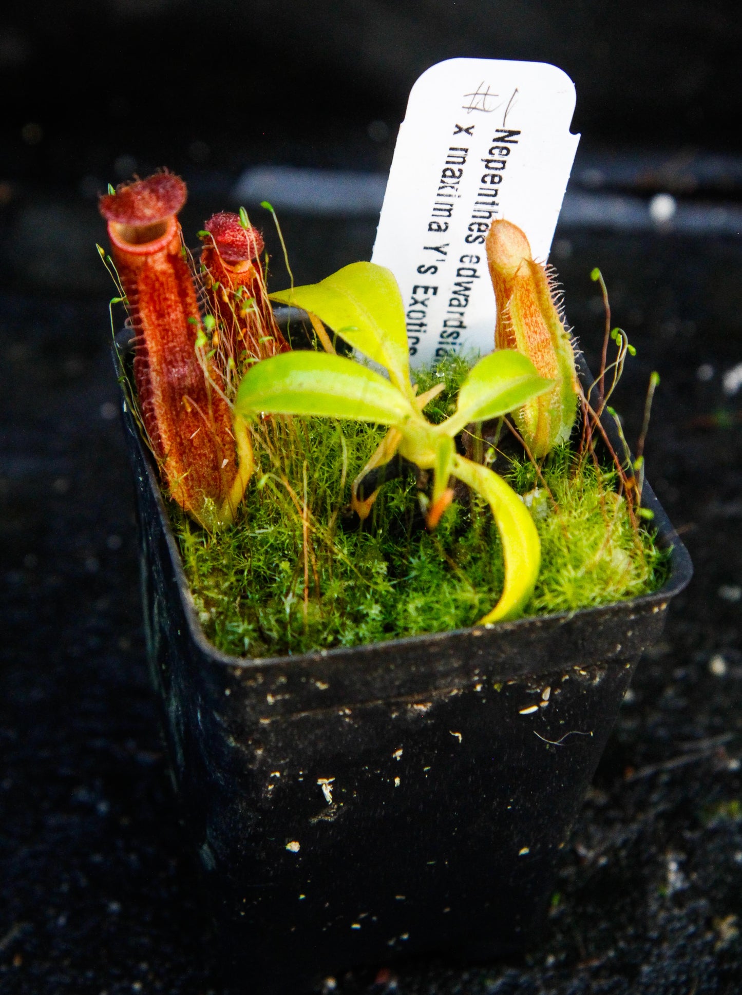Nepenthes edwardsiana x maxima