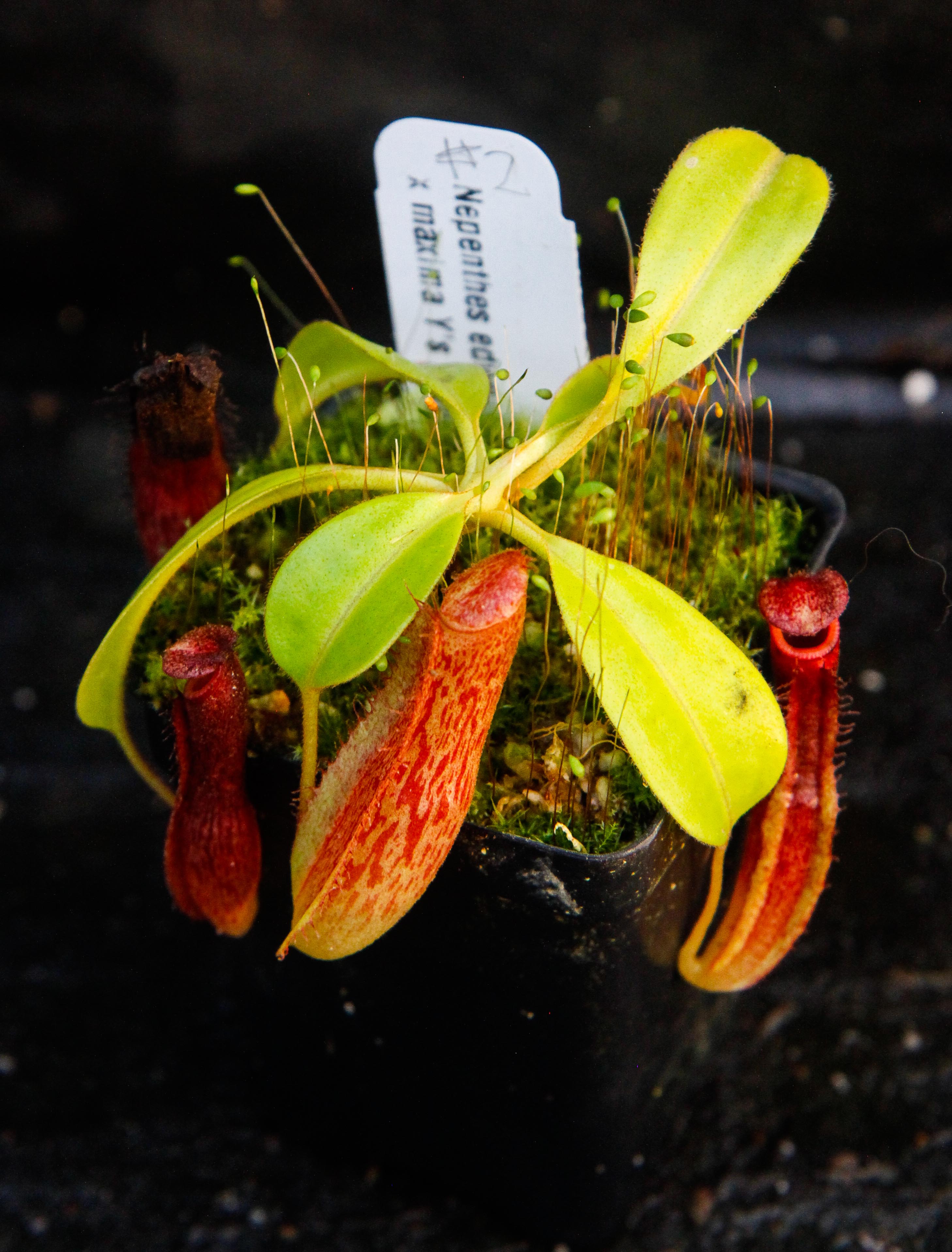 ペテンシー Nepenthes edwardsiana x maxima – Carnivero