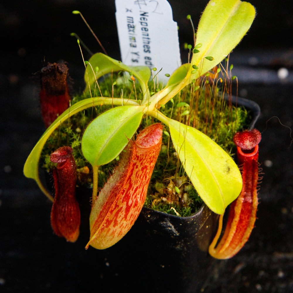 
                      
                        Nepenthes edwardsiana x maxima
                      
                    