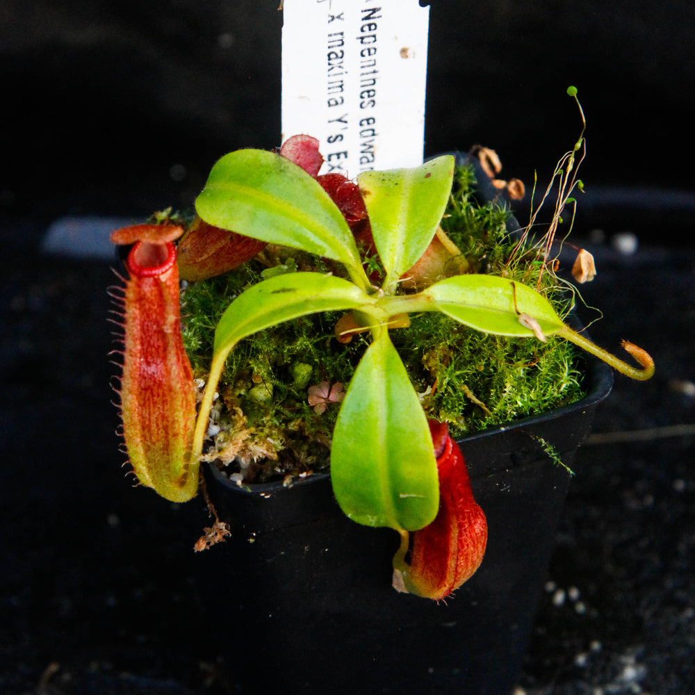 
                      
                        Nepenthes edwardsiana x maxima
                      
                    