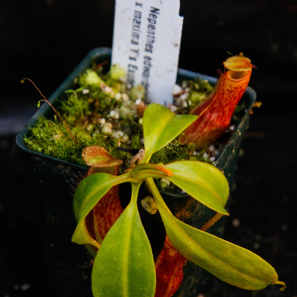 
                      
                        Nepenthes edwardsiana x maxima
                      
                    