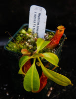 Nepenthes edwardsiana x maxima