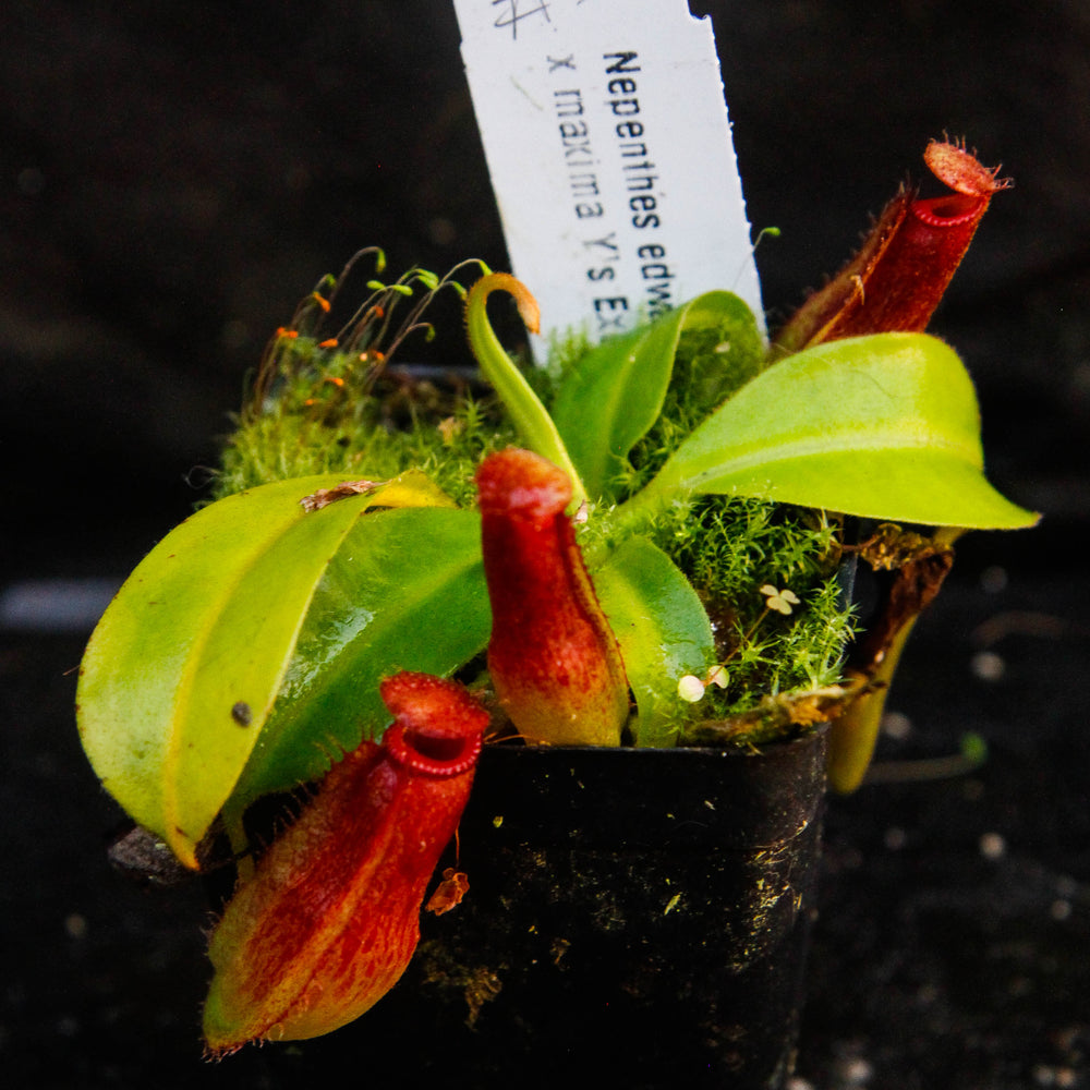 
                      
                        Nepenthes edwardsiana x maxima
                      
                    