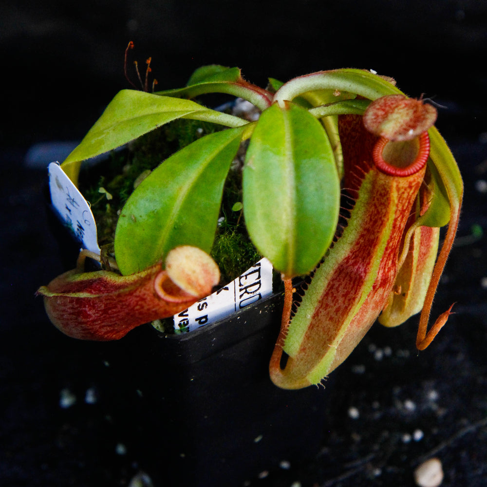 
                      
                        Nepenthes edwardsiana x maxima
                      
                    