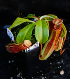 Nepenthes edwardsiana x maxima