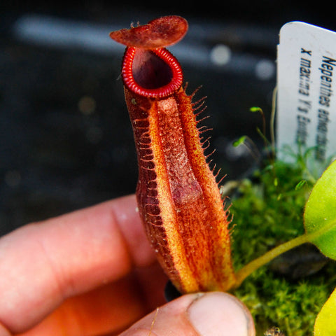 Close-up of a tall red Nepenthes edwardsiana x maxima pitcher with a bright red peristome, held by fingers.