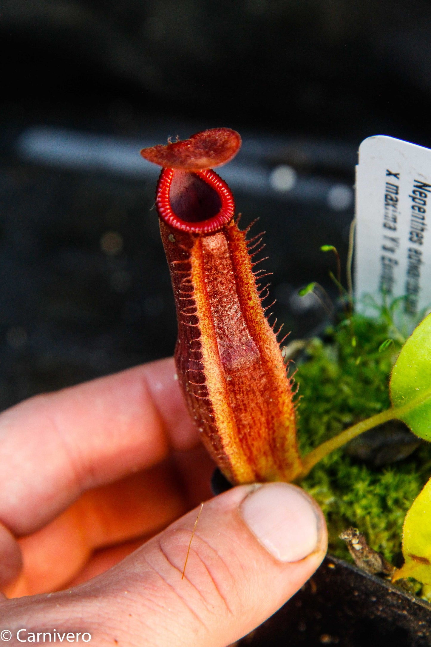 Nepenthes edwardsiana x maxima