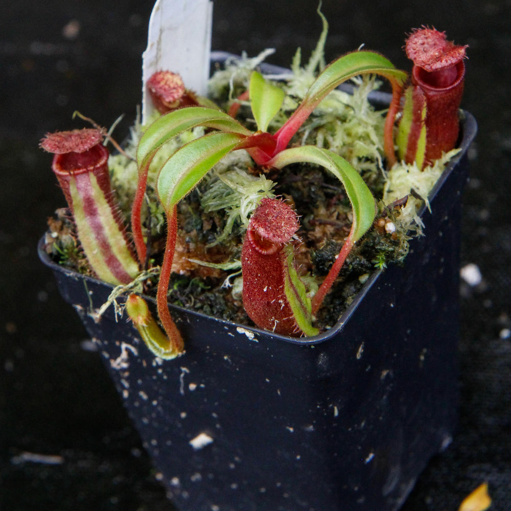 
                      
                        Nepenthes ephippiata
                      
                    