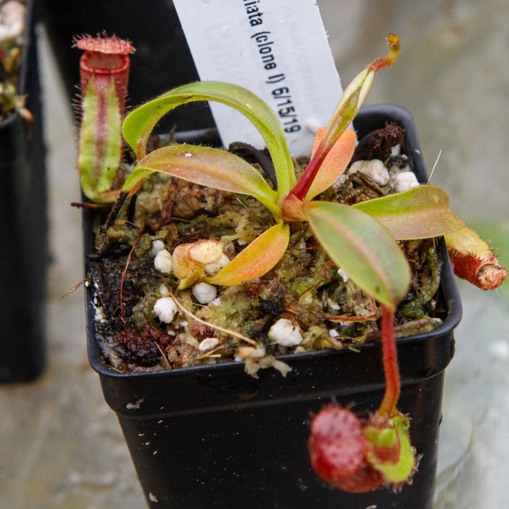 
                      
                        Nepenthes ephippiata
                      
                    