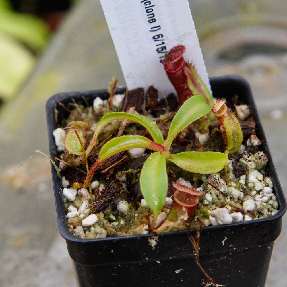 
                      
                        Nepenthes ephippiata
                      
                    