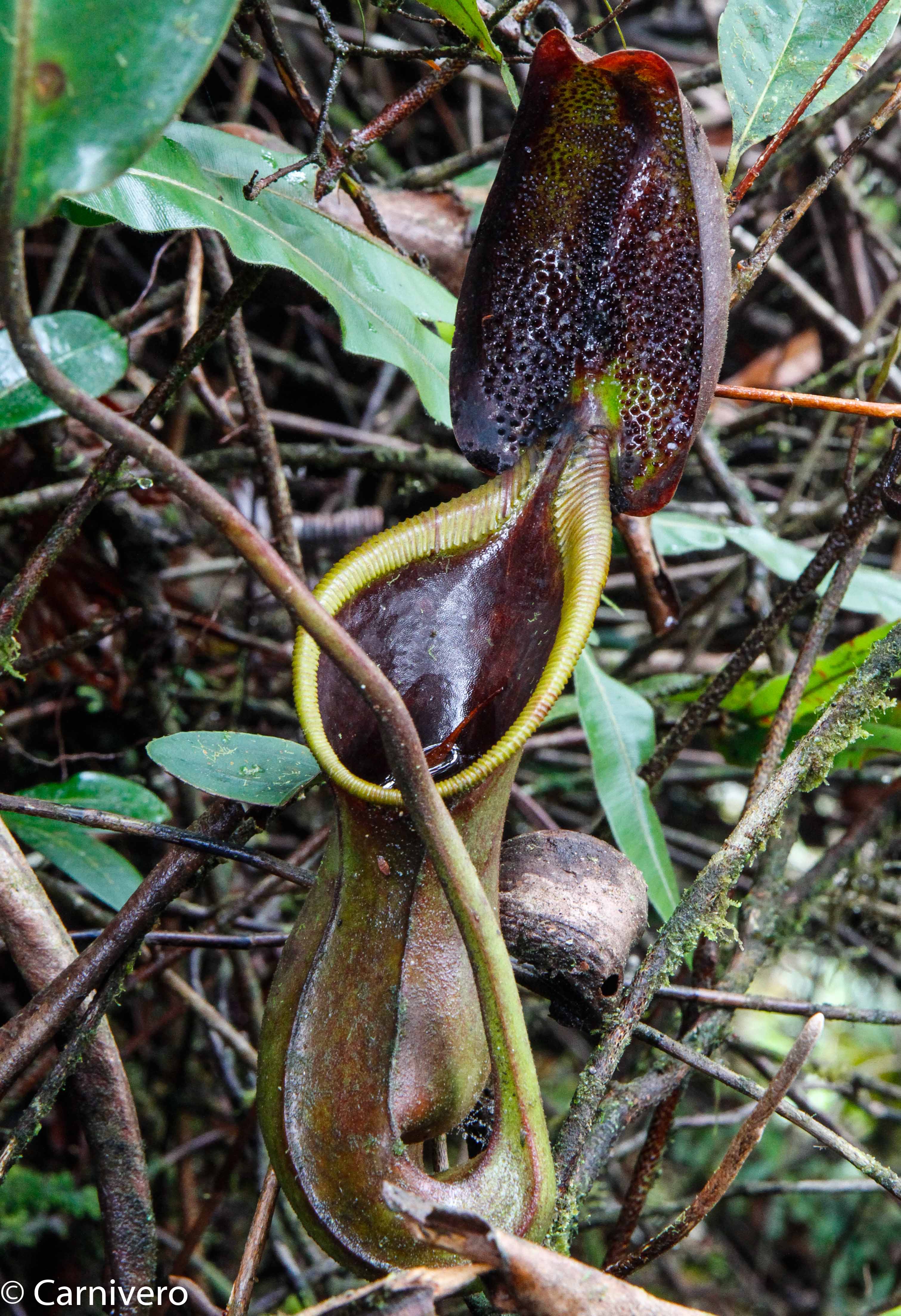 Nepenthes ephippiata – Carnivero