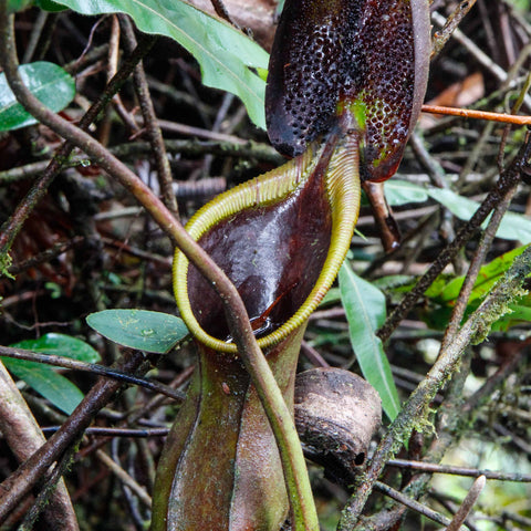 Nepenthes ephippiata pitcher with dark maroon body and pale yellow tendril among green leaves.