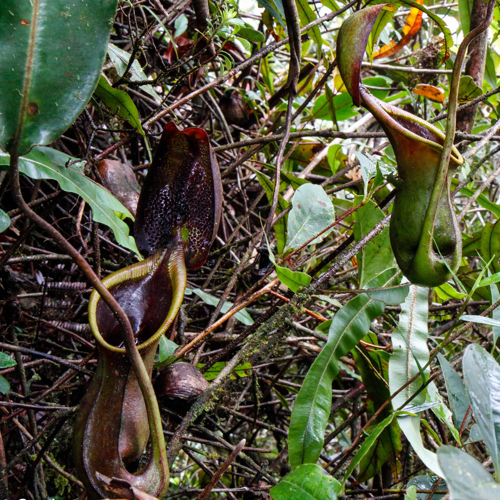 Nepenthes ephippiata