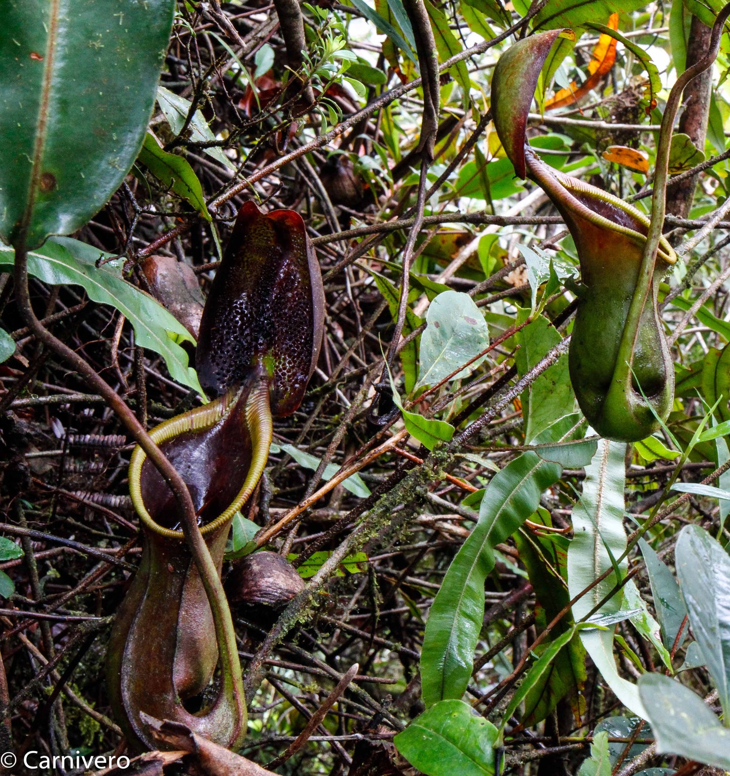 Nepenthes ephippiata