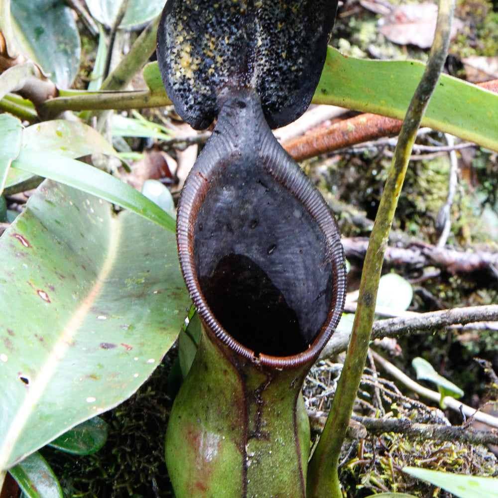 
                      
                        Nepenthes ephippiata
                      
                    