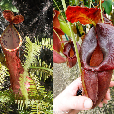 Nepenthes eustachya x spathulata x jacquelineae hybrid pitchers in red with tall tubes and hooded openings