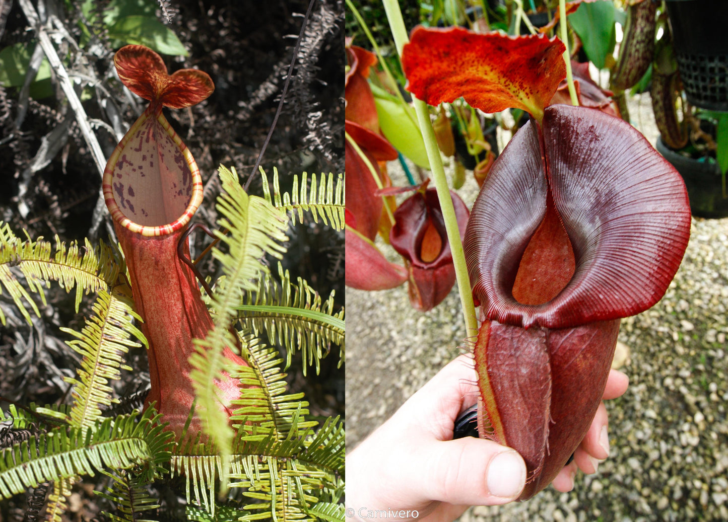 Nepenthes eustachya x (spathulata x jacquelineae), CAR-0270
