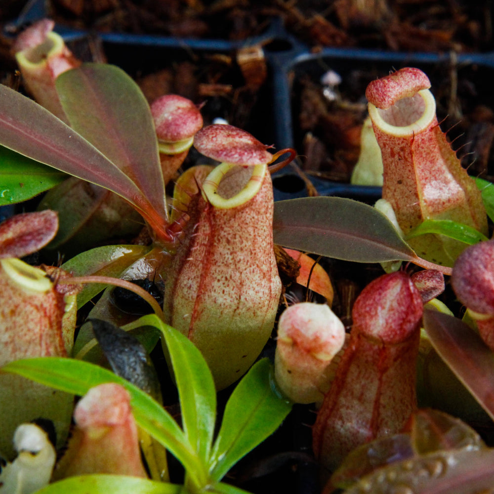 
                      
                        Nepenthes eustachya x tenuis
                      
                    