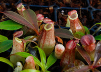 Nepenthes eustachya x tenuis