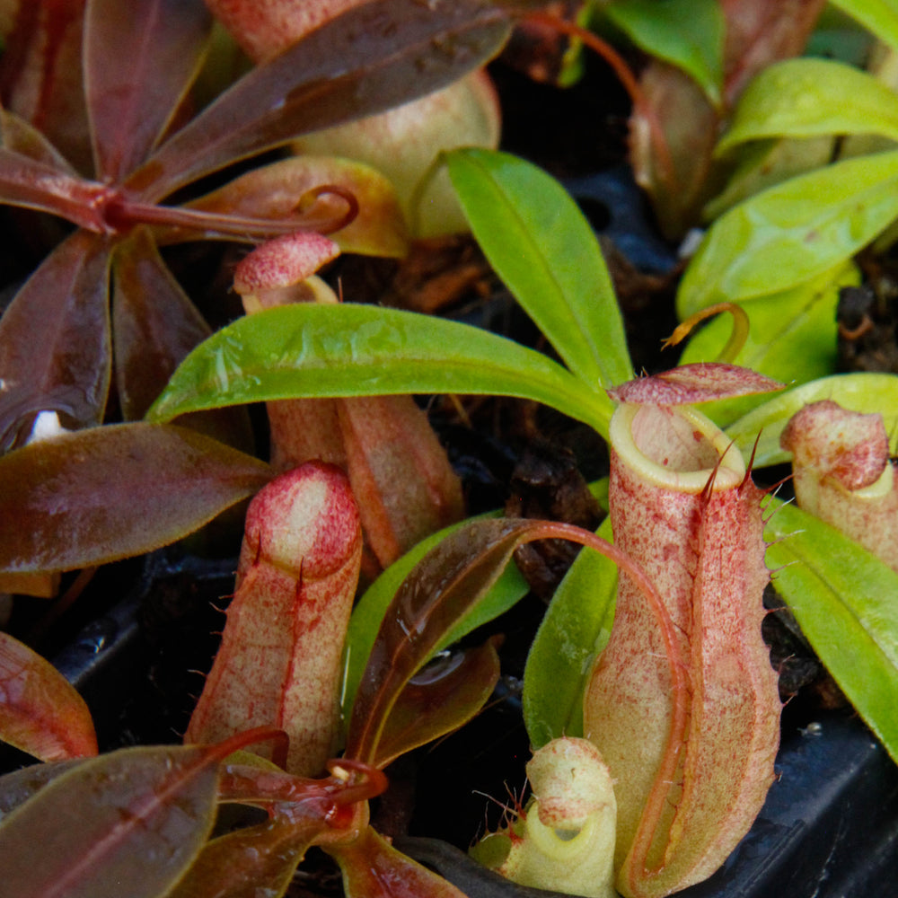 
                      
                        Nepenthes eustachya x tenuis
                      
                    