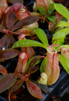 Nepenthes eustachya x tenuis