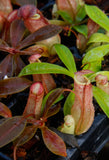 Nepenthes eustachya x tenuis