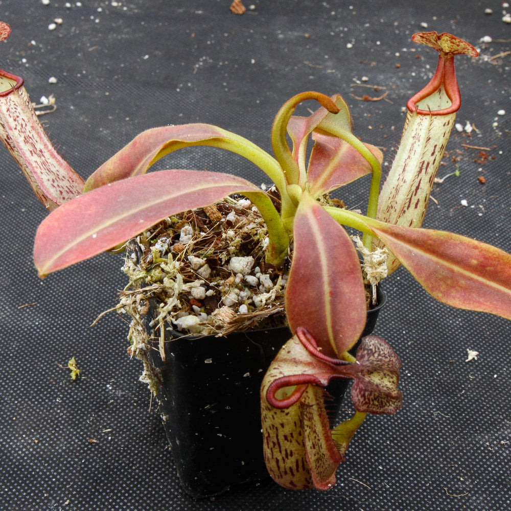 
                      
                        Nepenthes eymae, BE-3736, pitcher plant, carnivorous plant, collectors plant, large pitchers, rare plants
                      
                    
