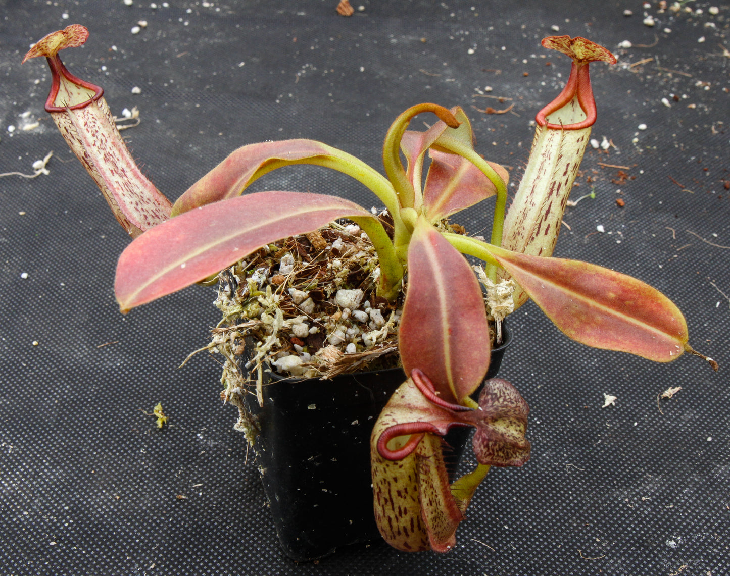 Nepenthes eymae, BE-3736, pitcher plant, carnivorous plant, collectors plant, large pitchers, rare plants