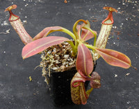 Nepenthes eymae, BE-3736